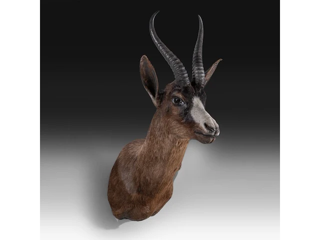 Black springbuck (antidorcas marsupialis), shoulder mount, taxidermy trophy, h 70 cm - afbeelding 3 van  3