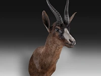 Black springbuck (antidorcas marsupialis), shoulder mount, taxidermy trophy, h 70 cm - afbeelding 3 van  3