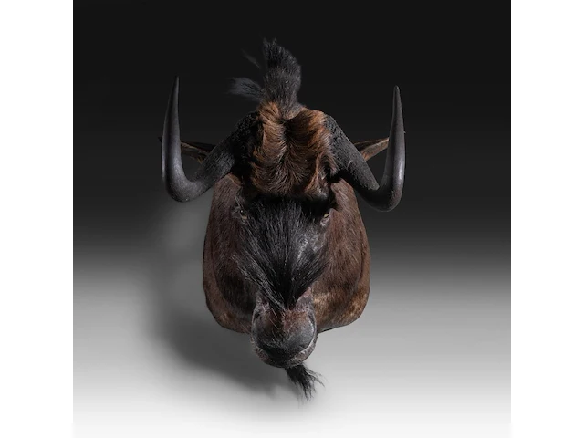Black wildebeest or white-tailed gnu (connochaetes gnou) shoulder mount, taxidermy trophy, h 65 cm - afbeelding 1 van  3