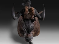 Black wildebeest or white-tailed gnu (connochaetes gnou) shoulder mount, taxidermy trophy, h 65 cm