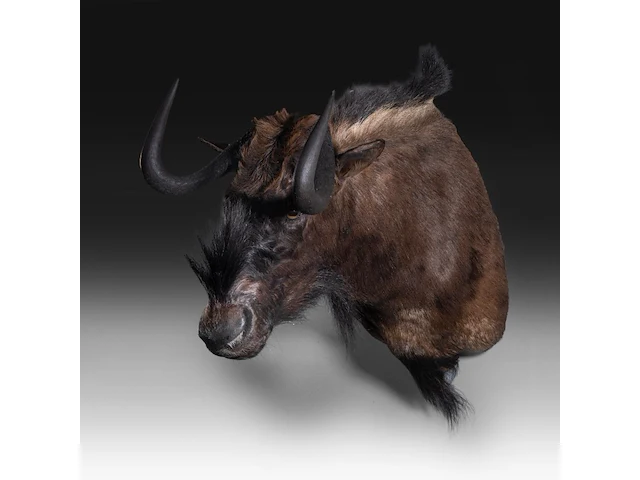 Black wildebeest or white-tailed gnu (connochaetes gnou) shoulder mount, taxidermy trophy, h 65 cm - afbeelding 2 van  3