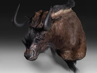 Black wildebeest or white-tailed gnu (connochaetes gnou) shoulder mount, taxidermy trophy, h 65 cm - afbeelding 2 van  3