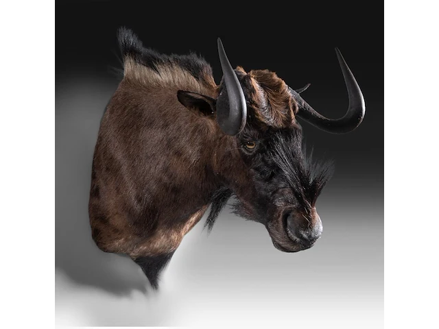 Black wildebeest or white-tailed gnu (connochaetes gnou) shoulder mount, taxidermy trophy, h 65 cm - afbeelding 3 van  3