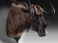 Black wildebeest or white-tailed gnu (connochaetes gnou) shoulder mount, taxidermy trophy, h 65 cm - afbeelding 3 van  3