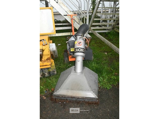 Bladzuiger zacho - afbeelding 1 van  6