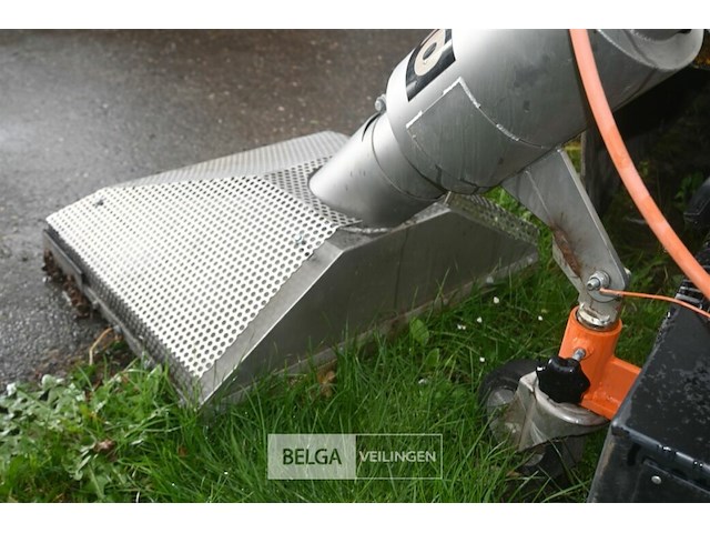 Bladzuiger zacho - afbeelding 4 van  6