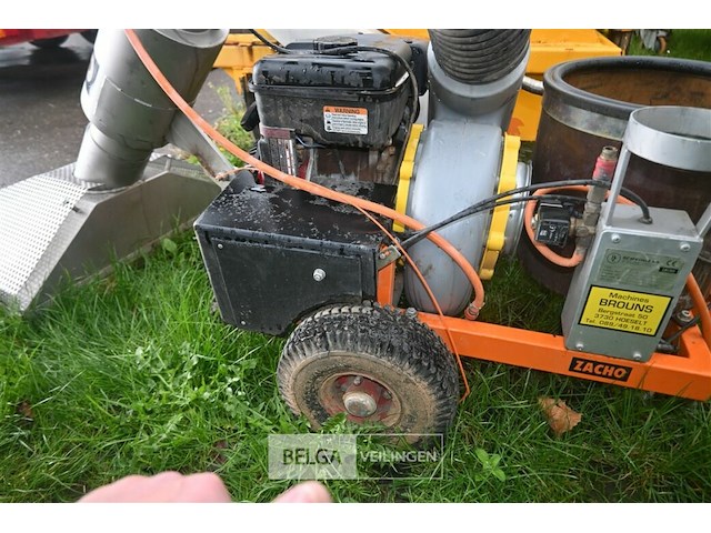 Bladzuiger zacho - afbeelding 6 van  6