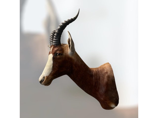 Blesbok - zuid-afrika - afbeelding 1 van  5