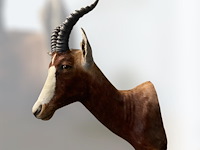 Blesbok - zuid-afrika