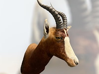 Blesbok - zuid-afrika - afbeelding 2 van  5