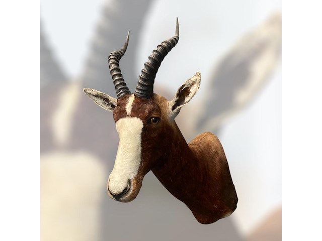 Blesbok - zuid-afrika - afbeelding 3 van  5