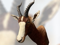 Blesbok - zuid-afrika - afbeelding 3 van  5