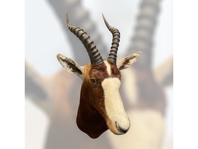 Blesbok - zuid-afrika - afbeelding 4 van  5