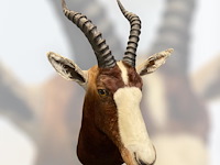 Blesbok - zuid-afrika - afbeelding 4 van  5