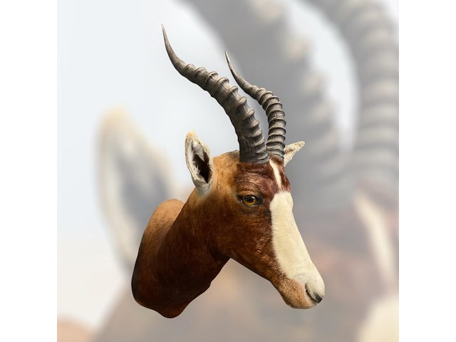 Blesbok - zuid-afrika - afbeelding 5 van  5