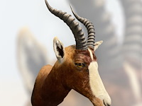 Blesbok - zuid-afrika - afbeelding 5 van  5