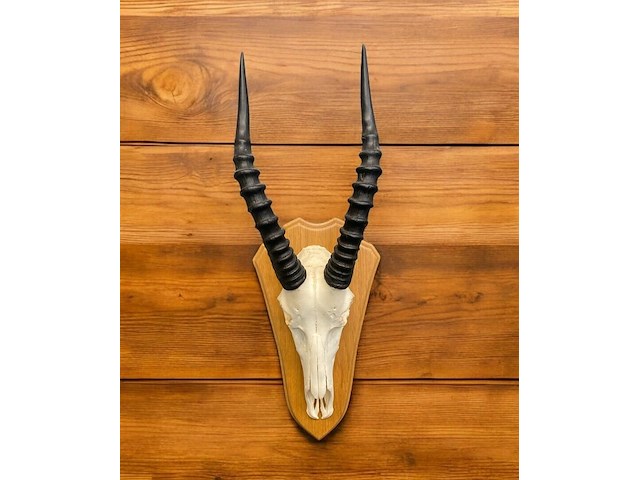 Blesbok - zuid-afrika - afbeelding 1 van  4