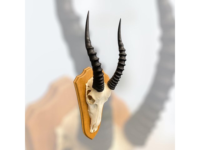 Blesbok - zuid-afrika - afbeelding 2 van  4