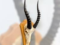 Blesbok - zuid-afrika - afbeelding 2 van  4