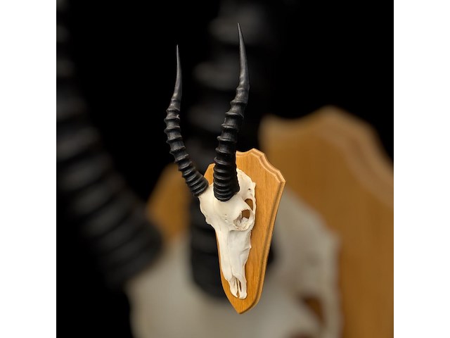 Blesbok - zuid-afrika - afbeelding 3 van  4