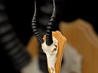 Blesbok - zuid-afrika - afbeelding 3 van  4