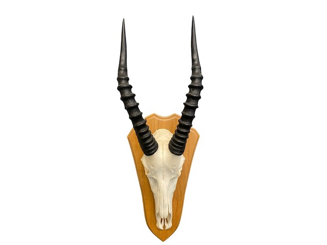 Blesbok - zuid-afrika - afbeelding 4 van  4