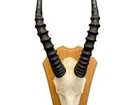 Blesbok - zuid-afrika - afbeelding 4 van  4