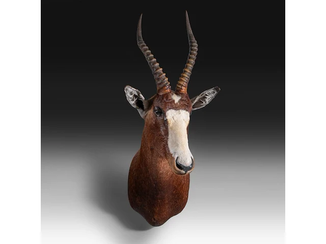 Blesbuck (damaliscus pygargus phillipsi), shoulder mount, taxidermy trophy, h 85 cm - w 35 cm - d 60 cm - total weight 5,1kg - afbeelding 1 van  3