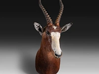 Blesbuck (damaliscus pygargus phillipsi), shoulder mount, taxidermy trophy, h 85 cm - w 35 cm - d 60 cm - total weight 5,1kg