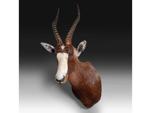 Blesbuck (damaliscus pygargus phillipsi), shoulder mount, taxidermy trophy, h 85 cm - w 35 cm - d 60 cm - total weight 5,1kg - afbeelding 2 van  3