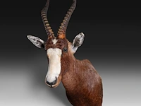 Blesbuck (damaliscus pygargus phillipsi), shoulder mount, taxidermy trophy, h 85 cm - w 35 cm - d 60 cm - total weight 5,1kg - afbeelding 2 van  3