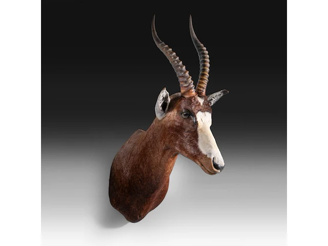 Blesbuck (damaliscus pygargus phillipsi), shoulder mount, taxidermy trophy, h 85 cm - w 35 cm - d 60 cm - total weight 5,1kg - afbeelding 3 van  3