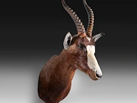 Blesbuck (damaliscus pygargus phillipsi), shoulder mount, taxidermy trophy, h 85 cm - w 35 cm - d 60 cm - total weight 5,1kg - afbeelding 3 van  3