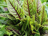 Bloedzuring rumex, 120 stuks - afbeelding 1 van  3