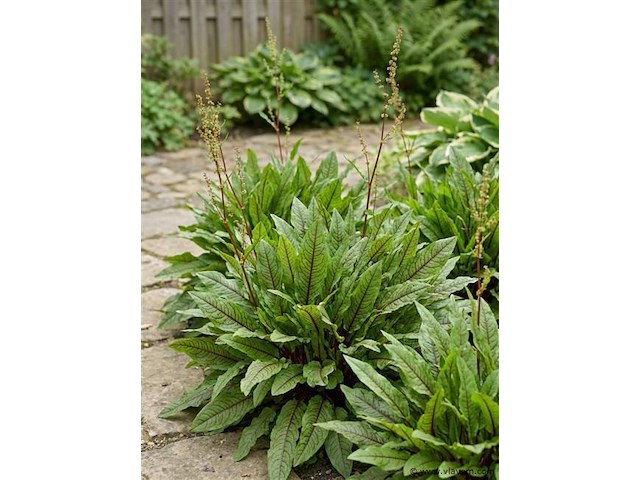 Bloedzuring rumex, 120 stuks - afbeelding 2 van  3