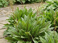 Bloedzuring rumex, 120 stuks - afbeelding 2 van  3