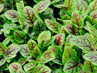 Bloedzuring rumex, 120 stuks - afbeelding 3 van  3
