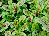 Bloedzuring rumex, 120 stuks - afbeelding 3 van  3