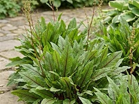 Bloedzuring rumex, 120 stuks - afbeelding 2 van  3