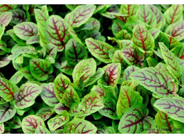 Bloedzuring rumex, 24 stuks - afbeelding 3 van  3