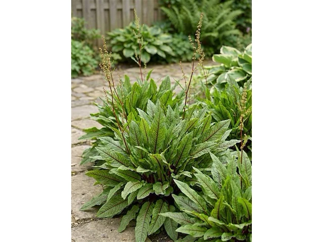 Bloedzuring rumex, 24 stuks - afbeelding 2 van  3