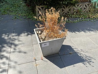 Bloembakken en tuindecoratie - afbeelding 6 van  13