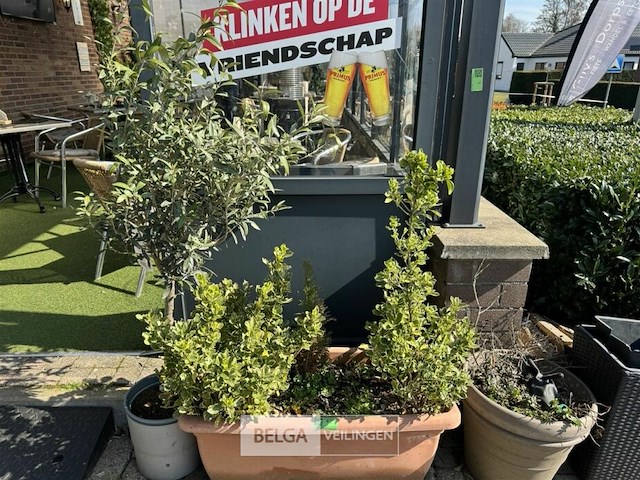 Bloembakken met planten - afbeelding 1 van  9