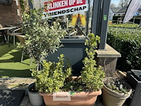 Bloembakken met planten - afbeelding 1 van  9