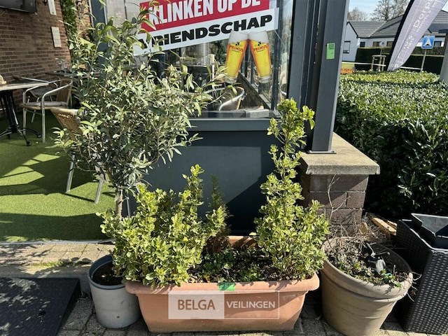 Bloembakken met planten - afbeelding 2 van  9