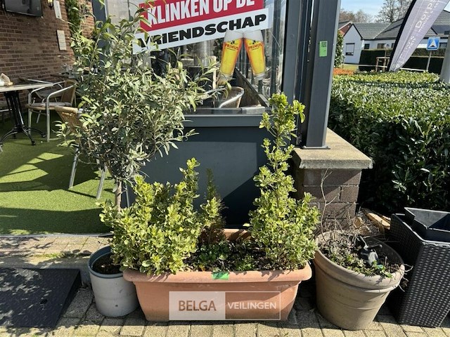 Bloembakken met planten - afbeelding 3 van  9