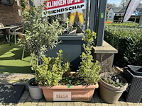 Bloembakken met planten - afbeelding 3 van  9