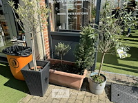 Bloembakken met planten - afbeelding 4 van  9