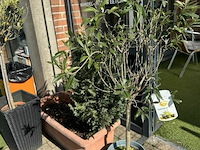Bloembakken met planten - afbeelding 7 van  9