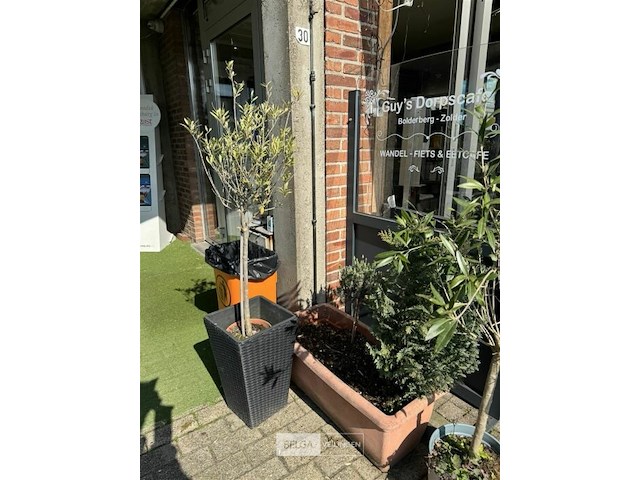 Bloembakken met planten - afbeelding 8 van  9